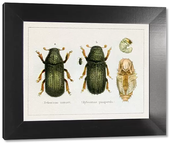 Bark Beetle Hylesinus minor insect illustration 1897
