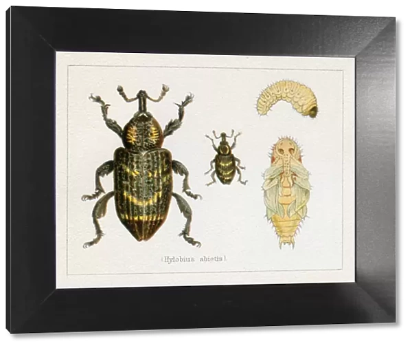Beetle Pine weevil insect illustration 1897