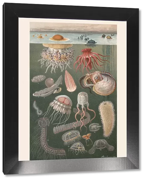 Marine fauna, chromolithograph, published in 1899