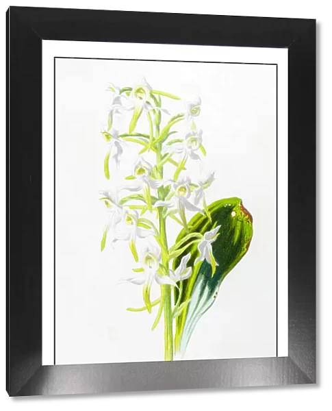 Antique color plant flower illustration: Platanthera bifolia (lesser butterfly-orchid)