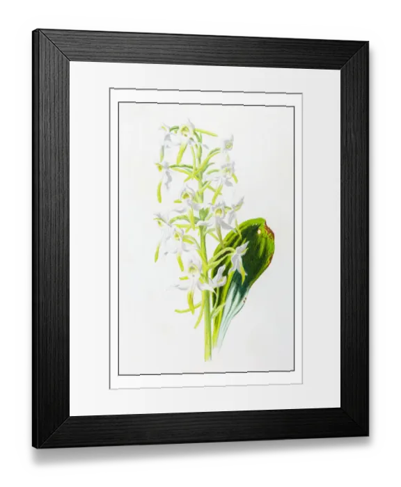Framed Print : Antique color plant flower illustration: Platanthera bifolia (lesser butterfly-orchid) Framed Print : Antique color plant flower illustration: Platanthera bifolia (lesser butterfly-orchid)