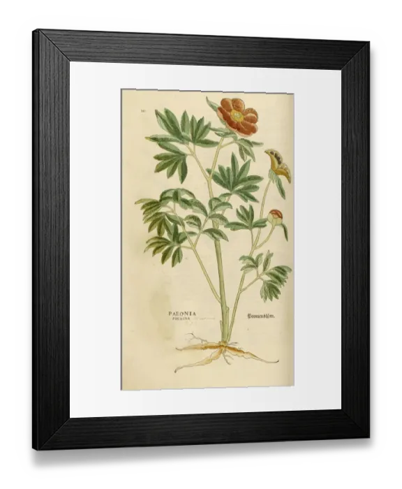 Framed Print : paeony hand coloured woodcut Framed Print : paeony hand coloured woodcut