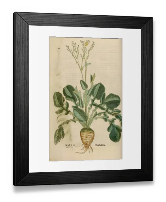 Framed Print : Rapum hand coloured woodcut Framed Print : Rapum hand coloured woodcut
