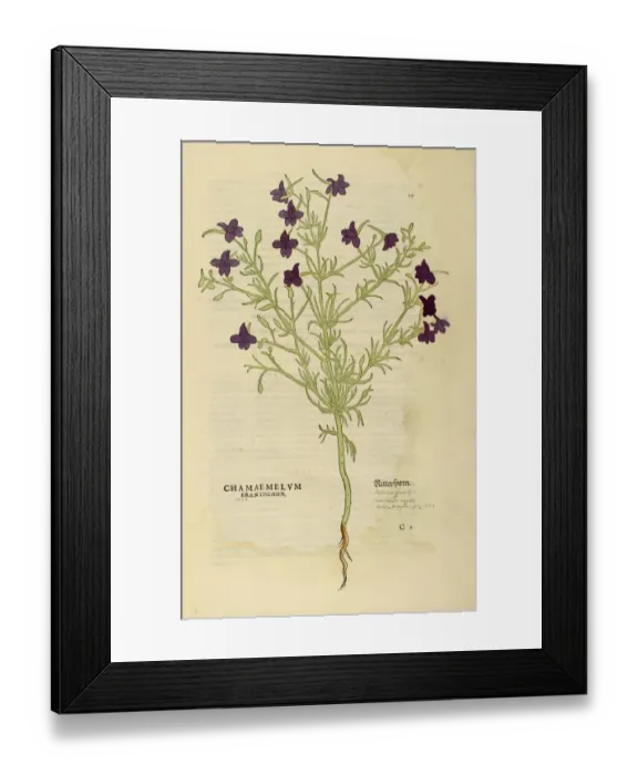 Framed Print : Camomile hand painted woodcutting Framed Print : Camomile hand painted woodcutting