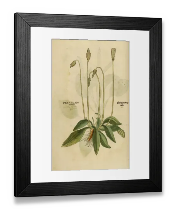 Framed Print : Plantago hand painted woodcutting
