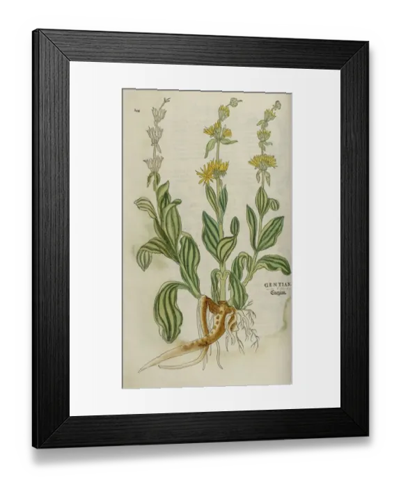 Framed Print : Gentiana hand coloured woodcut Framed Print : Gentiana hand coloured woodcut