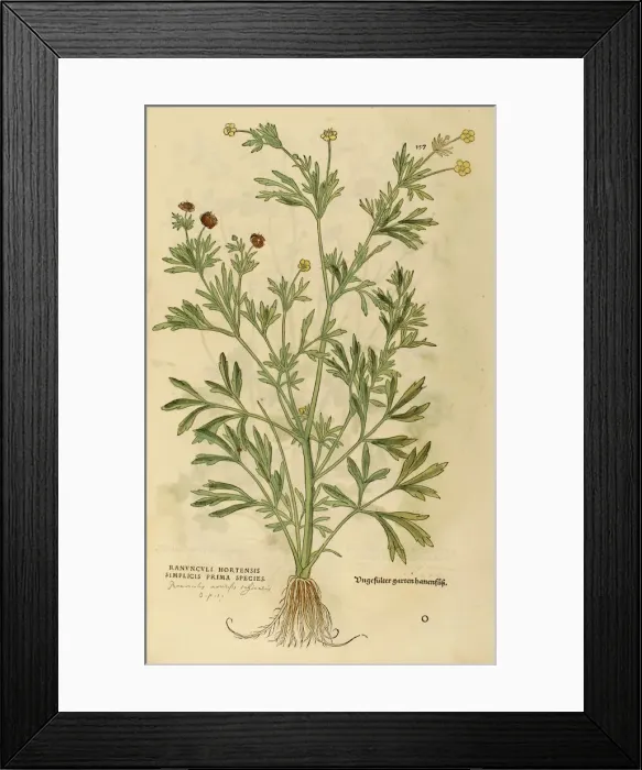 Framed Print : buttercup hand painted woodcutting Framed Print : buttercup hand painted woodcutting