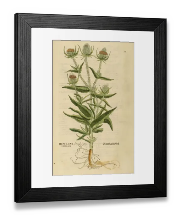Framed Print : Dipsacus purpureus hand coloured woodcut Framed Print : Dipsacus purpureus hand coloured woodcut