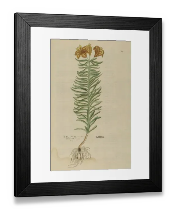 Framed Print : Lily hand coloured woodcut Framed Print : Lily hand coloured woodcut