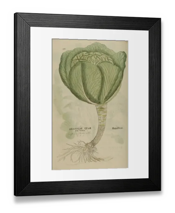Framed Print : 16th century Botany print Framed Print : 16th century Botany print