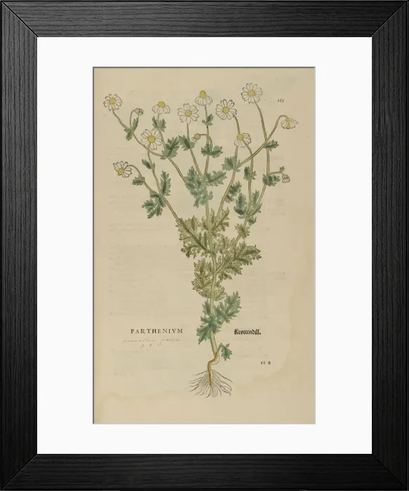 Framed Print : 16th century Botany print Framed Print : 16th century Botany print