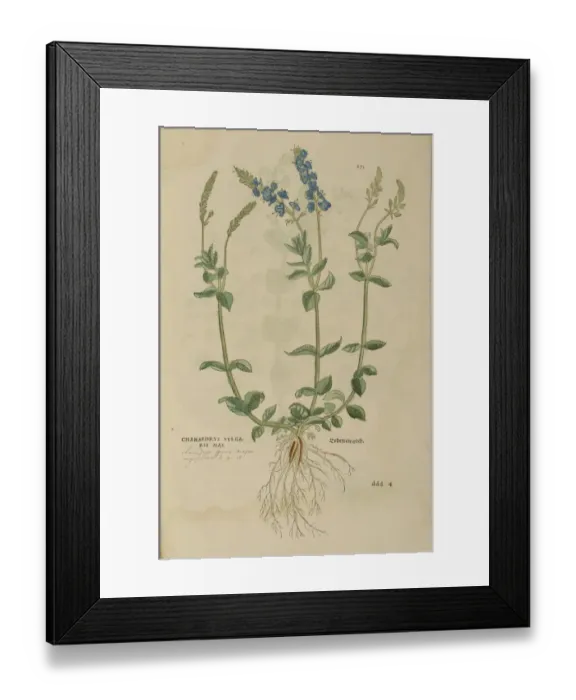Framed Print : 16th century Botany print Framed Print : 16th century Botany print