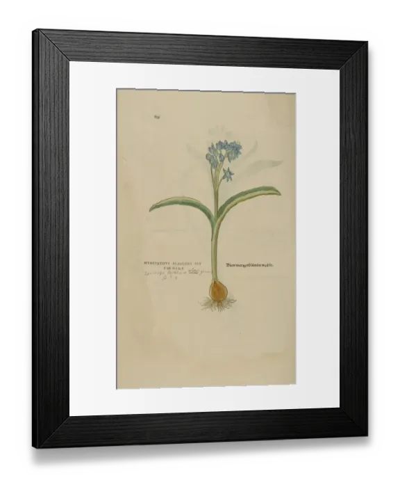 Framed Print : 16th century Botany print Framed Print : 16th century Botany print