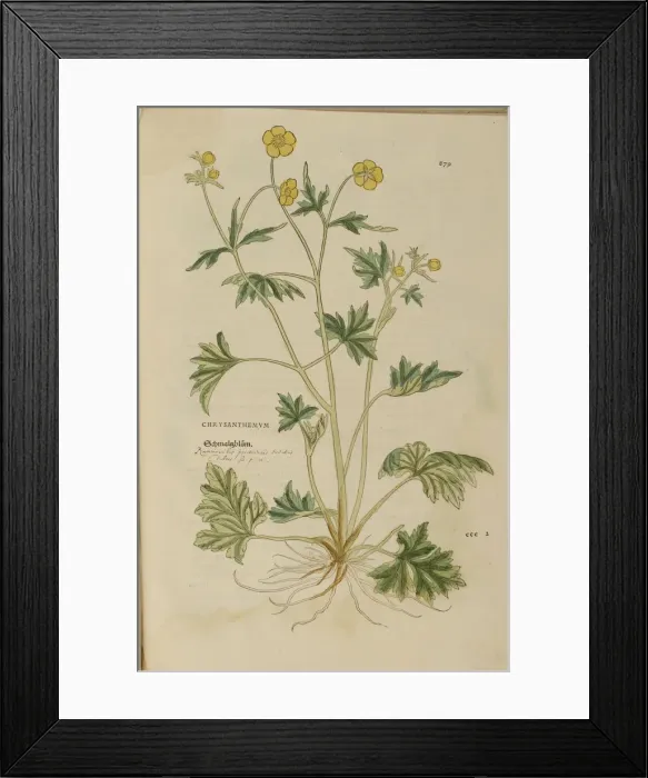 Framed Print : 16th century Botany print Framed Print : 16th century Botany print