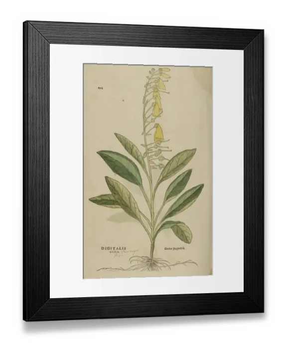Framed Print : 16th century Botany print Framed Print : 16th century Botany print