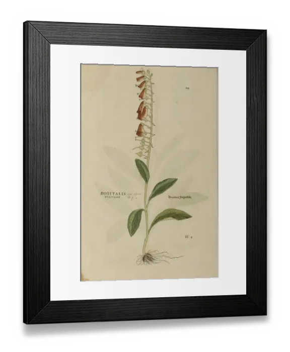 Framed Print : 16th century Botany print Framed Print : 16th century Botany print