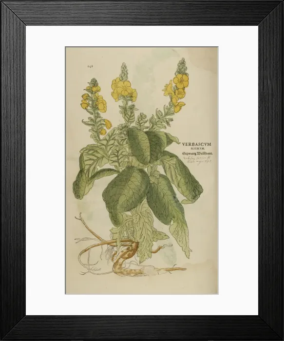 Framed Print : 16th century Botany print Framed Print : 16th century Botany print