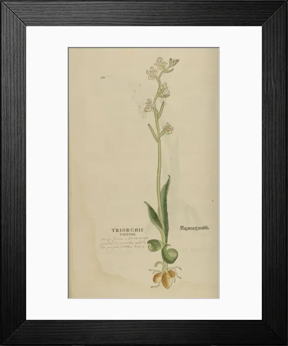 Framed Print : 16th century Botany print Framed Print : 16th century Botany print