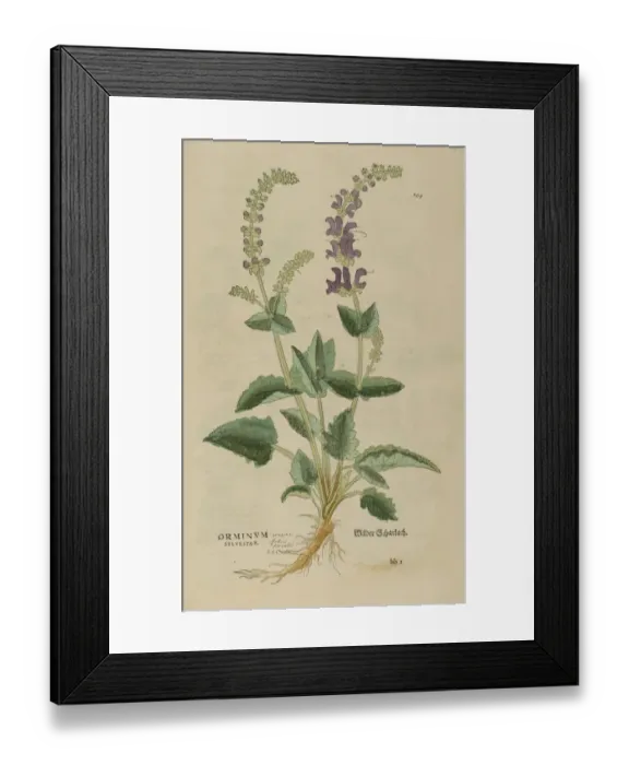 Framed Print : 16th century Botany print Framed Print : 16th century Botany print