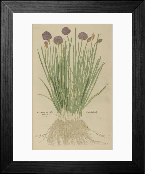 Framed Print : 16th century Botany print Framed Print : 16th century Botany print