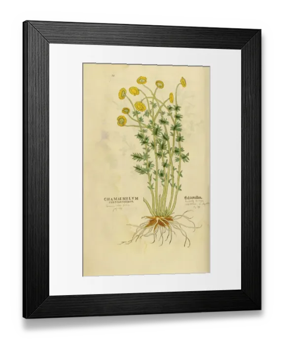 Framed Print : Camomile hand painted woodcutting Framed Print : Camomile hand painted woodcutting