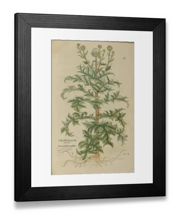 Framed Print : 16th century Botany print Framed Print : 16th century Botany print