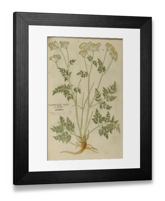 Framed Print : 16th century Botany print Framed Print : 16th century Botany print