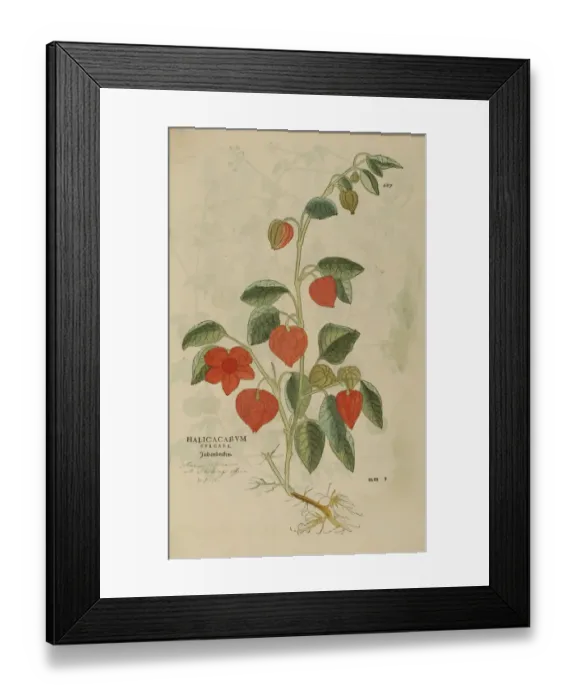 Framed Print : 16th century Botany print Framed Print : 16th century Botany print