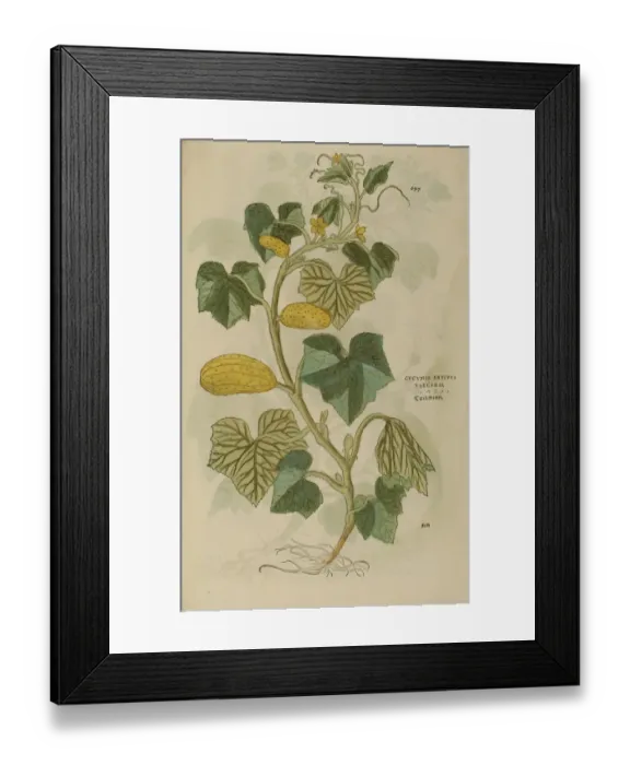 Framed Print : 16th century Botany print Framed Print : 16th century Botany print