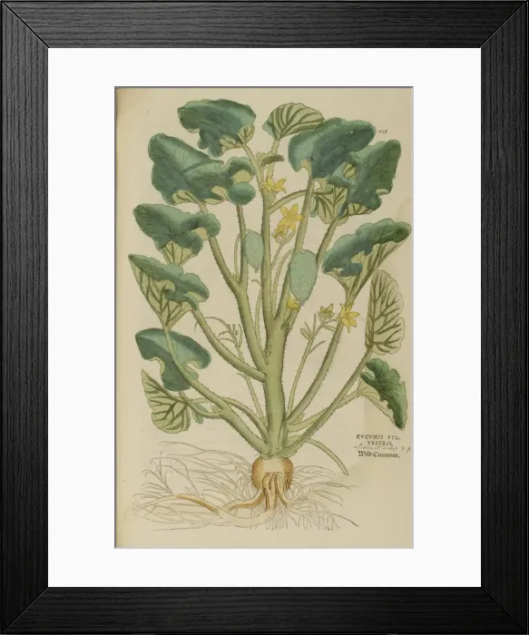 Framed Print : 16th century Botany print Framed Print : 16th century Botany print