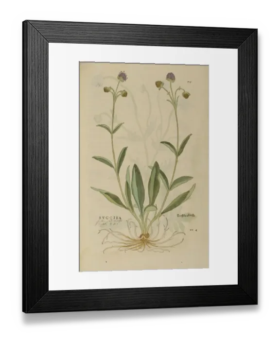 Framed Print : 16th century Botany print Framed Print : 16th century Botany print