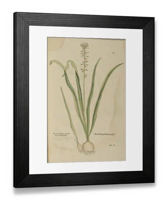 Framed Print : 16th century Botany print Framed Print : 16th century Botany print