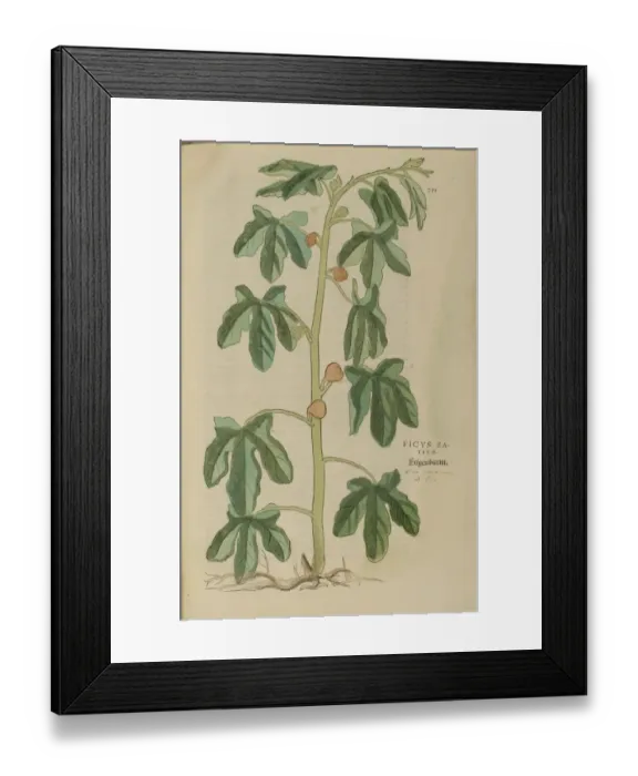 Framed Print : 16th century Botany print Framed Print : 16th century Botany print