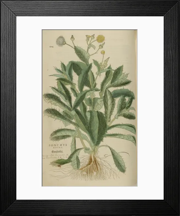 Framed Print : 16th century Botany print Framed Print : 16th century Botany print