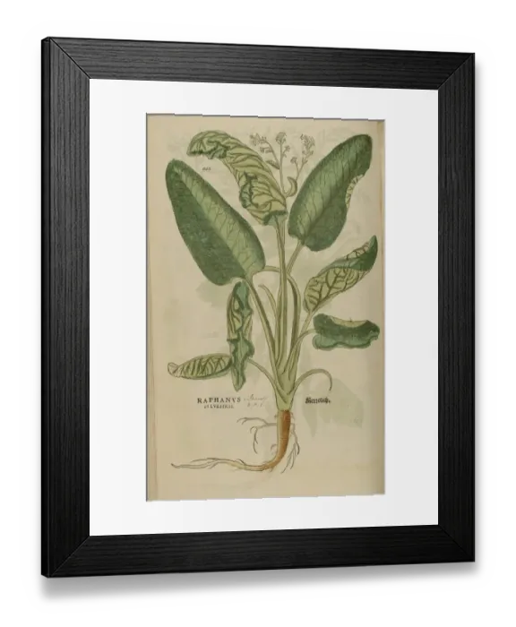 Framed Print : 16th century Botany print Framed Print : 16th century Botany print