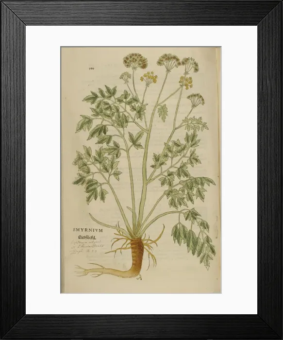 Framed Print : 16th century Botany print Framed Print : 16th century Botany print