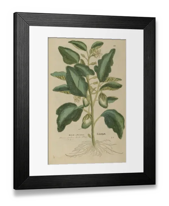 Framed Print : 16th century Botany print Framed Print : 16th century Botany print