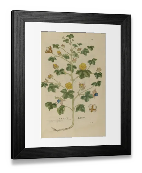 Framed Print : 16th century Botany print Framed Print : 16th century Botany print