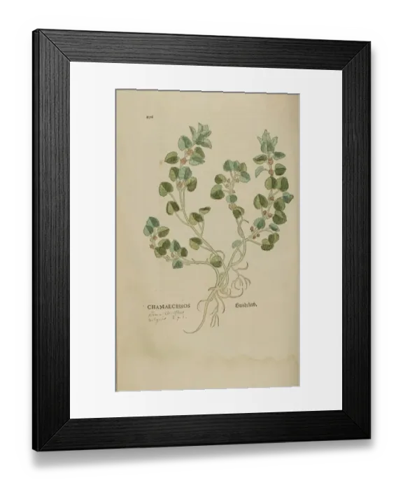 Framed Print : 16th century Botany print Framed Print : 16th century Botany print