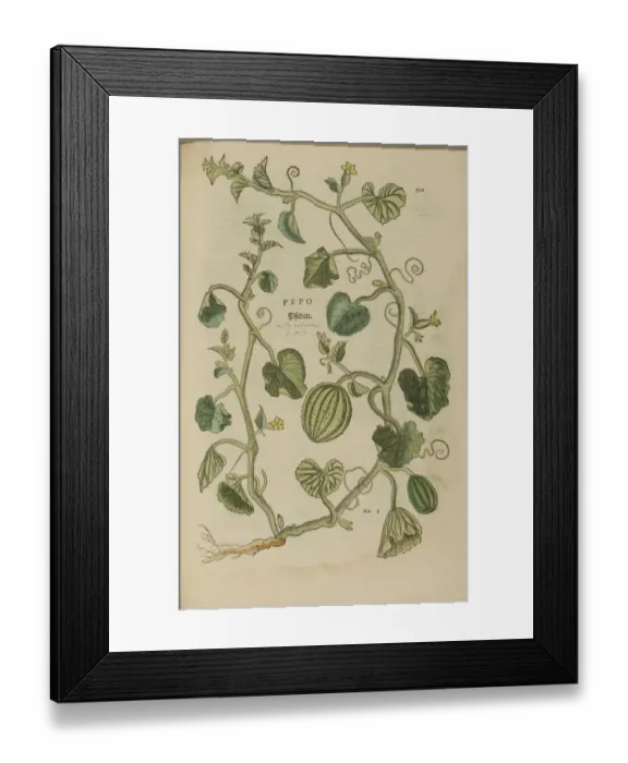 Framed Print : 16th century Botany print Framed Print : 16th century Botany print