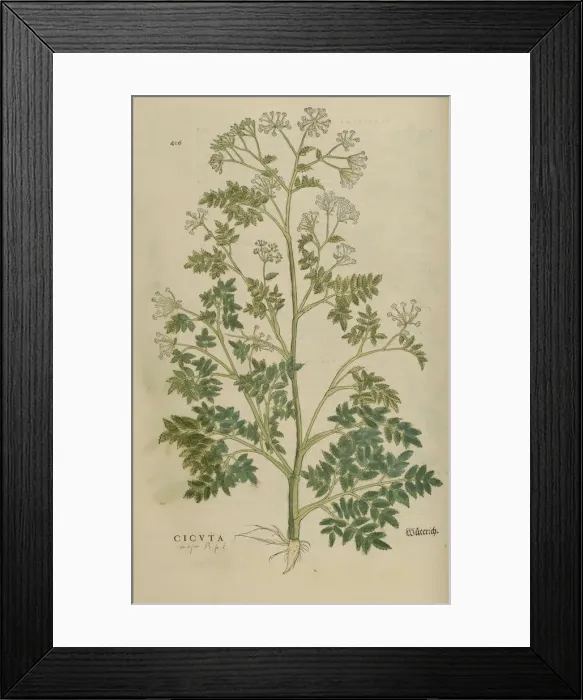 Framed Print : 16th century Botany print Framed Print : 16th century Botany print