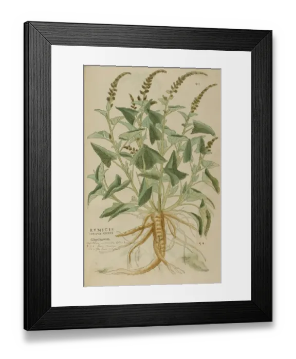 Framed Print : 16th century Botany print Framed Print : 16th century Botany print