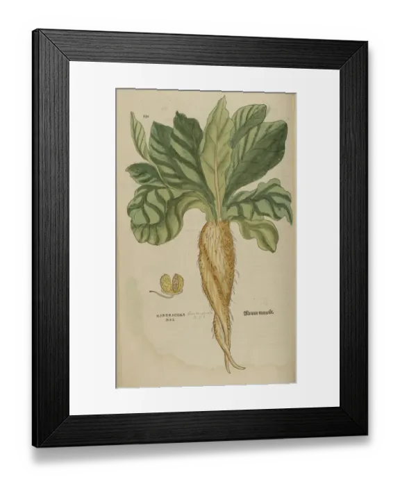 Framed Print : 16th century Botany print Framed Print : 16th century Botany print