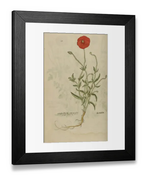 Framed Print : 16th century Botany print Framed Print : 16th century Botany print