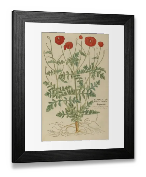 Framed Print : 16th century Botany print Framed Print : 16th century Botany print