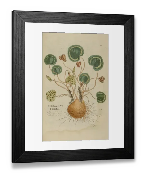Framed Print : 16th century Botany print Framed Print : 16th century Botany print