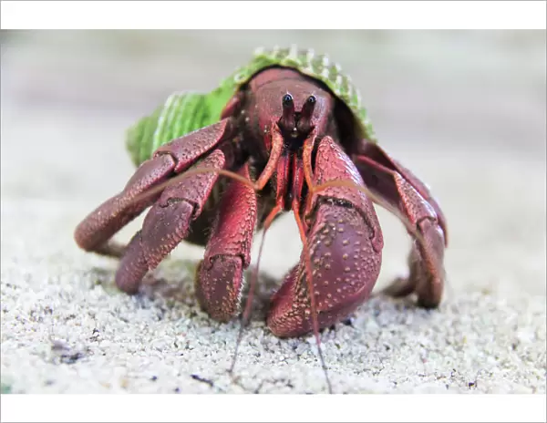Hermit Crab on Kayangel Atoll, Palau