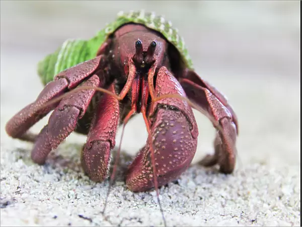 Hermit Crab on Kayangel Atoll, Palau
