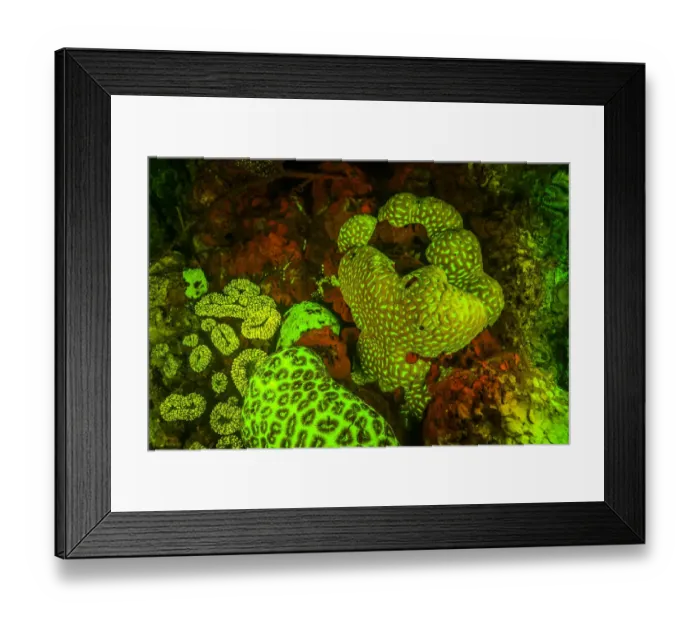 Framed Print : Natural occurring Red and Green Fluorescence in Stony Corals and Encrusting Corals Framed Print : Natural occurring Red and Green Fluorescence in Stony Corals and Encrusting Corals