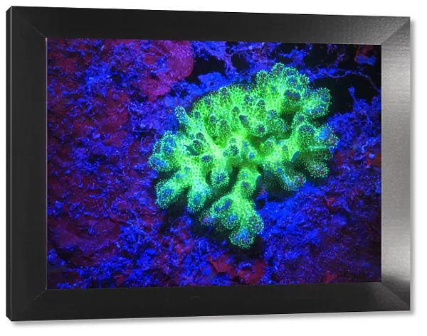 Fused Staghorn Coral Fluorescing, Palau, Rock Islands, Micronesia
